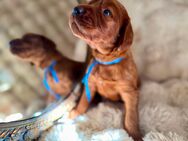 Irish Setter Welpen mit Papiere - Dersekow