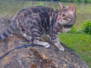 Junge Bengal Spartacus blue-silver, 8 Monate alt, kastriert - Magstadt