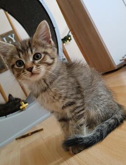 Noch 1 maine coon mix kitten weibchen - Bad Kissingen