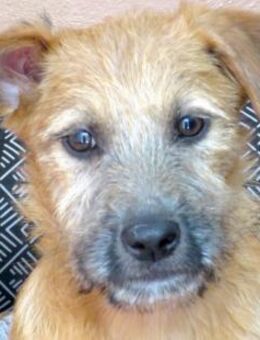 Pia 3 -von Ladefläche gerettet- - Oldenburg