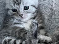 Britisch Kurzhaar Katzen - Frankfurt (Main) Fechenheim