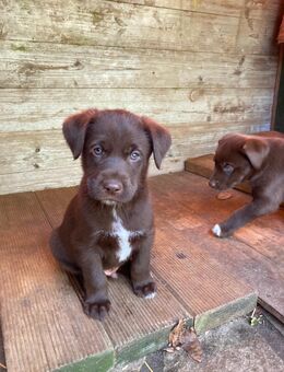 Bruno sucht noch ein Zuhause Deutsch Drahthaar x Husky Mix Welpe - Wegeleben