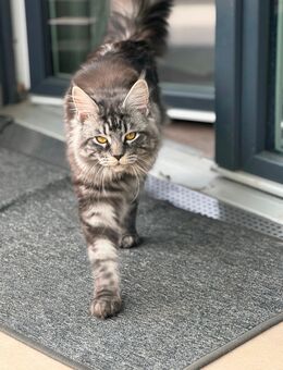** Deckkater ** Maine Coon mit Traumcharakter - Obertshausen