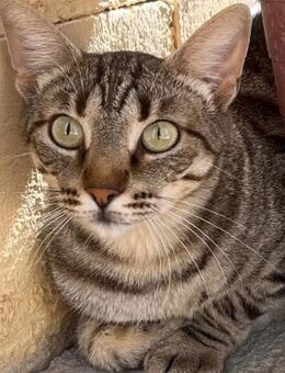 Miriam - sehr liebenswert & sozial - Wilhelmsfeld