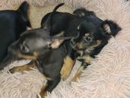 Chihuahua zwergpinscher mix babys - Sulingen