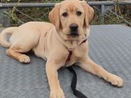 Labrador Hündin sucht ein tolles Zuhause - Kobern-Gondorf