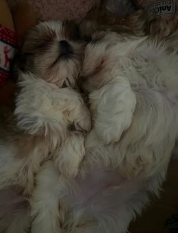 Süße Shih Tzu Jungs suchen schönes zuhause! - Köln