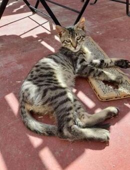 Lucky - Tiger-Bub sucht happy Home - Bad Camberg