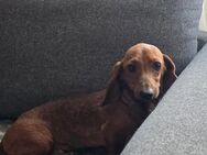 🐶❤️ KLEIN AMOR SUCHT EIN ZUHAUSE ❤️🐾 - Stuttgart