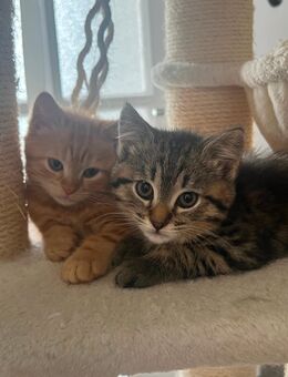 Main Coon Kitten 2 Jungs rot 2 Mädchen - Bielefeld