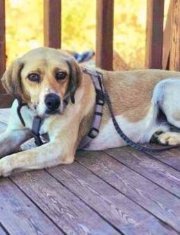 Ares möchte dein Herz erobern! - Bergkirchen