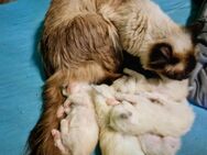 Heilige Birma Kitten ein Mädchen und ein Jungen - Mönchengladbach