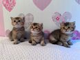 Britisch Kurzhaar Kitten zu verkaufen in 34132