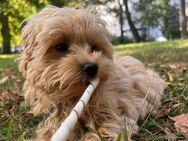 Maltipoo-Welpen in apricot von Tierheilpraktikerin - Rotenburg (Wümme)