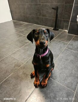 Die letzte Dobermann Dame! - Birkenfeld (Rheinland-Pfalz)