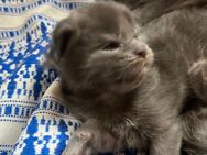 XXL, Maine Coon Babys sind heute 12 Tage alt. Beide Eltern sind reinrassig mit Stammbaum. - Bielefeld Zentrum