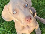 Weimaranerwelpen - Erftstadt