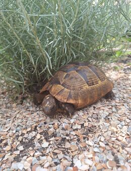 Maurische Landschildkröten (Testudo graeca) - Lingen (Ems)