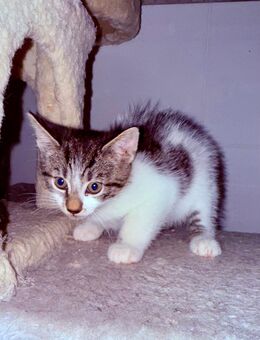 EKH Kätzchen, Katze Baby ABGABETERMIN November - Neustadt (Rübenberge)