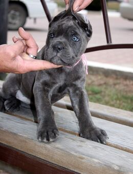 Cane corso Welpen - Köln