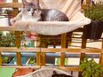 2 liebevolle Katzen suchen ein neues Zuhause in 90518