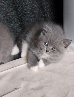 Britisch kurzhaar kitten ( antiallergiker Katze) - Osnabrück