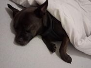 Hund verkaufen - Duisburg