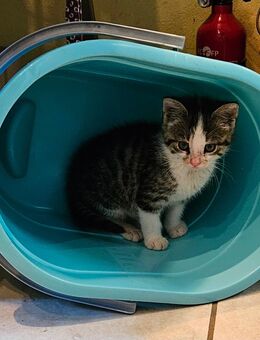 Unser kleiner Kater sucht ein neues Zuhause - Waabs