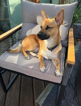 Wir suchen ein wundervolles neues Zuhause für Benny - Gangelt