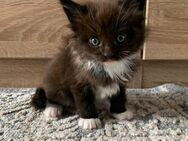 Katzenbabys - Salzgitter