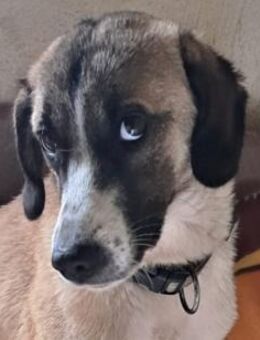 Kiki sucht ihre Familie - Berlin