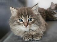 Norwegische Waldkatze, Kitten - Dahlem (Niedersachsen)