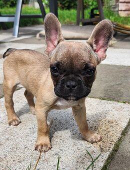 Reinrassige Französische Bulldoggen Welpen - Neuruppin
