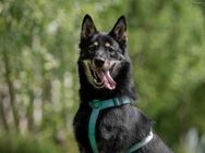 Sozialer Grey sucht seine Familie - Duisburg
