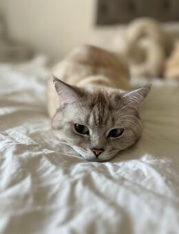 Wunderschöne Britisch Kurzhaar Kater abzugeben – geimpft, kastriert & kerngesund - Hannover