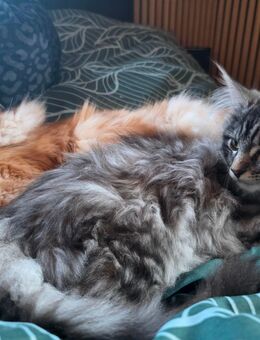 Norwegische Waldkatzen Kitten - Konradsreuth