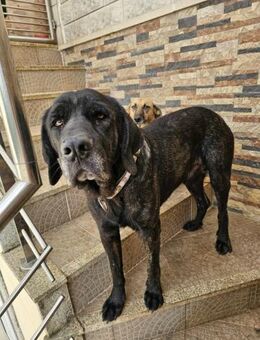 Riesenbaby Castro - Eichenzell