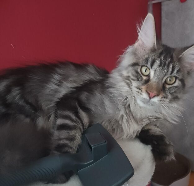 Neues Zuhause gesucht - Bad Pyrmont