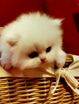 BLH Mädchen. Abgabebereit! - Saarbrücken