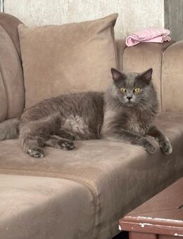 Britisch Lange Haar - Stolberg (Rheinland, Kupferstadt)