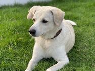 Labrador-Mischling Jimmy sucht ein neues, schönes Zuhause! - Mannheim