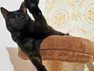 🆘NOTFALL ❣️Sumiko 💫 - Sanfte Schönheit - Eislingen (Fils)