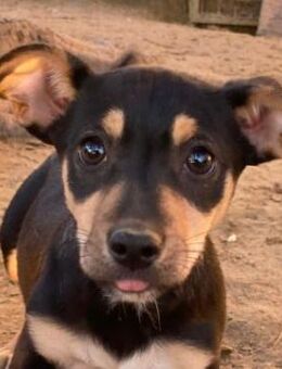 Spirelli, geb. ca. 08/2025, GRIECHENLAND - Euskirchen