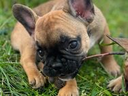 Französische Bulldoggen Welpen - Dresden