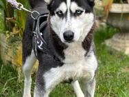 MIA, Husky, geb. 04/2022 - Heidenrod