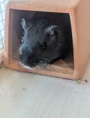 Rennmaus, weiblich (1, 8 Jahre alt) sucht neues Zuhause in 50737