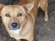 Tessa ist eine goldige Hündin 🐾 - Elsdorf (Nordrhein-Westfalen)