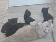 Katzenbabys in 79336