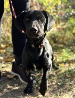 Tadé - lieber hübscher Dackelmischling - Köln