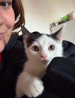 Baby Katzen zu Verkaufen! - Bremerhaven